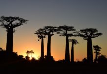 Za krásami Madagaskaru můžete vyrazit do Zámečku