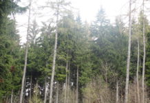 Městské lesy nabízejí štípané dřevo