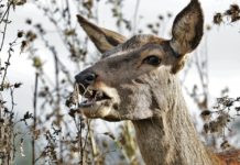 Šest dopravních nehod se zvěří během tří dnů