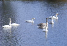 Příbram přijala preventivní opatření proti ptačí chřipce