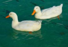 V Blatné se objevilo další ohnisko ptačí chřipky