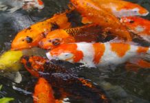 Padesát ozdobných ryb ukradl z jezírka neznámý zloděj