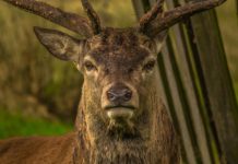 Letos už policisté řešili okolo tří stovek srážek se zvěří