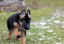 Kradou se už i štěňata