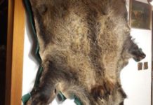 Z chaty zcizil kančí kůži i povlečení