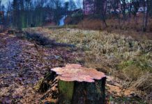 Kácením stromů začala revitalizace Čekalíkovského rybníka