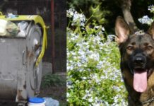 Poplatky za odpad či psa se letos nemění