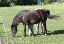 Srážku s koněm i krádež několika sedel, řešili v těchto dnech policisté