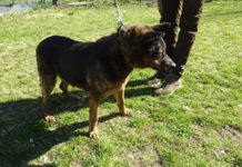 Týrané fence našel úřad nový domov