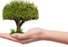 V Příbrami si lze vysadit rodinný strom