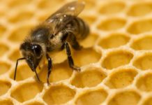 Vojenské lesy otevřou své přírodní lokality včelařům