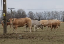 Zmizely čtyři krávy a věci ze zaparkovaných aut