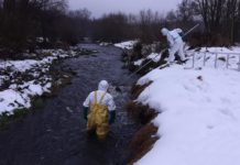 Foto : Jednotka hasičů vylovila mrtvou volavku u Trhových Dušník