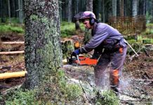 VLS spustily poptávkový systém na lesnické práce do roku 2024, hlásit se do něj mohou firmy i živnostníci