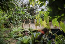 O tomto víkendu si při návštěvě botanické zahrady v Praze můžete vyzkoušet i první pomoc při otravě