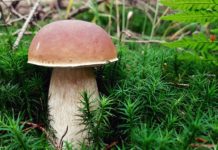 Jak se při houbaření neztratit