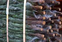 Městské lesy i letos nabízí vánoční stromky