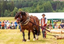 Kočí Vojenských lesů a propagátor koní v lese z Lázu je nominován na cenu hejtmanky