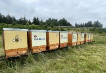 Podél dostavované dálnice D4 vznikají včelí úly. Patronkou prvních z nich je zpěvačka Heidi Janků