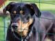 Veterináři odebrali ženě z Lázu tři desítky psů kvůli porušení zákona