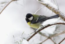 Vojenské lesy zahajují sérii tvořivých dílen. Zvou na tvorbu ptačích krmítek do Obecnice