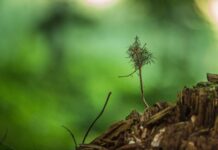 Kůrovcová kalamita u Vojenských lesů loni skončila