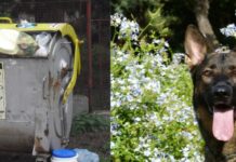 Blíží se termín splatnosti poplatků za odpady a psy. Složenky se letos nedočkáte