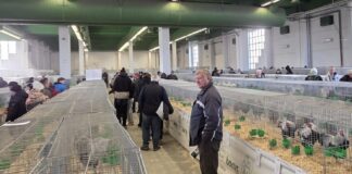 Rožmitálští chovatelé sbírají úspěchy na podzimních výstavách