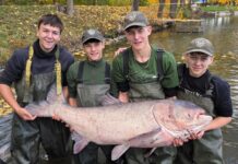 Do rožmitálského rybníka vysadili třicetikilové tolstolobiky, mezi nimi i vzácného albína