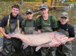 Do rožmitálského rybníka vysadili třicetikilové tolstolobiky, mezi nimi i vzácného albína