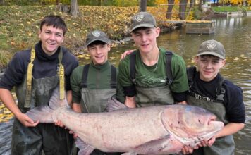 Do rožmitálského rybníka vysadili třicetikilové tolstolobiky, mezi nimi i vzácného albína