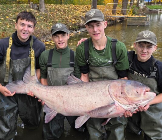Do rožmitálského rybníka vysadili třicetikilové tolstolobiky, mezi nimi i vzácného albína