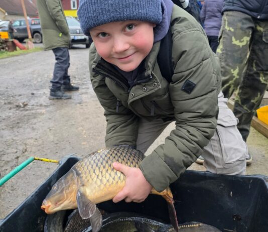 Rybáři z Rožmitálu chystají vánoční prodej kaprů, děti se připravovaly v sádce i na závodech