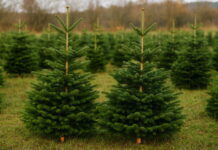 Městské lesy zahájily prodej vánočních stromků