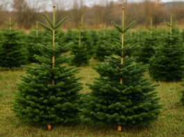 Městské lesy zahájily prodej vánočních stromků