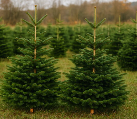 Městské lesy zahájily prodej vánočních stromků