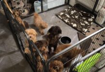 Policie odhalila na Příbramsku nelegální množírnu psů, v domě našla přes 150 zvířat