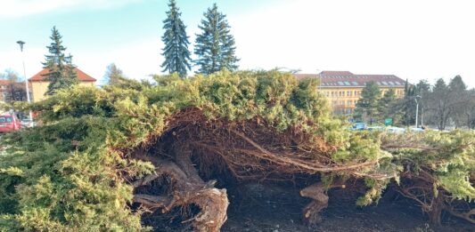Před kulturním domem zmizí přerostlé jalovce, nahradí je nová zeleň