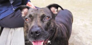 Půl roku s novou vyhláškou o psech. Jak ji lidé v Příbrami dodržují?