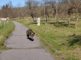 Divočáci trápí Příbram, město chystá odchyt i motivaci pro myslivce